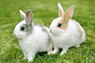 从《小了白了兔》到神兔网络 一首儿歌如何被网友玩坏？